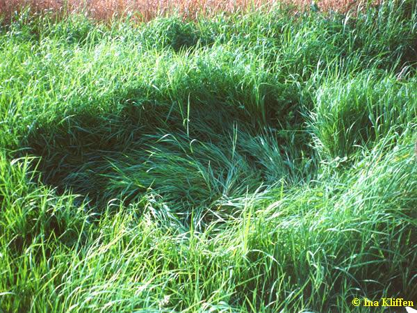 Stadskanaal (3), 14-08-2001 - Copyright � Ina Kliffen