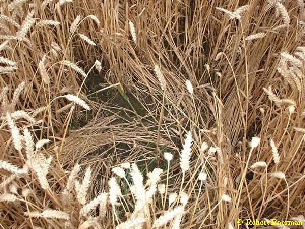 Hoeven, 21-06-2001 - Copyright � Robert Boerman