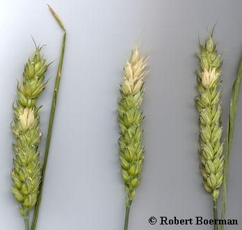 Copyright � Robert Boerman