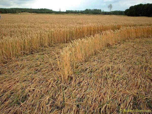 Copyright Robert Boerman