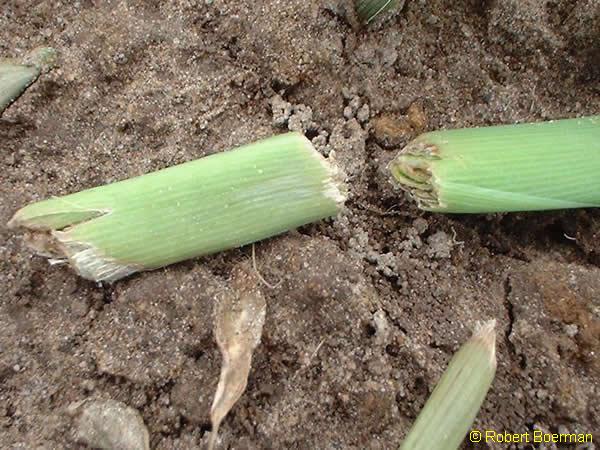 Copyright Robert Boerman