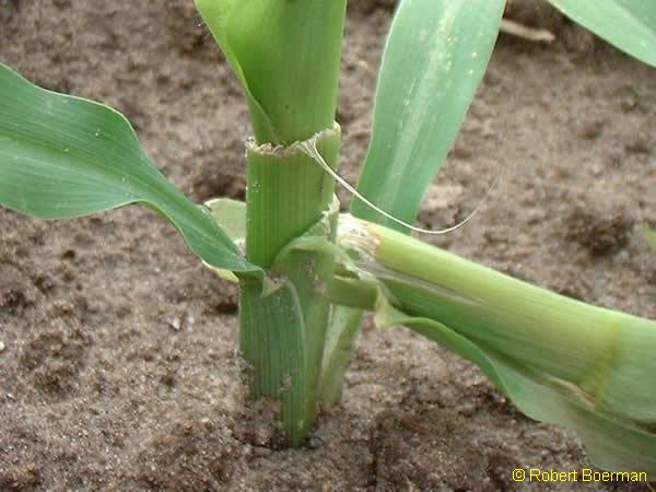 Copyright Robert Boerman