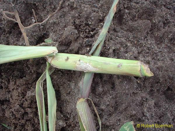 Copyright Robert Boerman