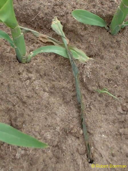 Copyright Robert Boerman