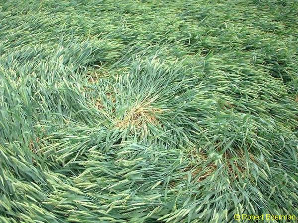 Copyright Robert Boerman