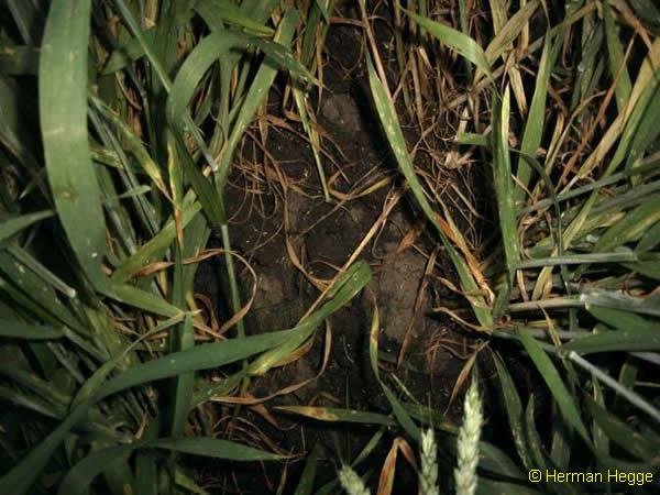 Copyright Herman hegge