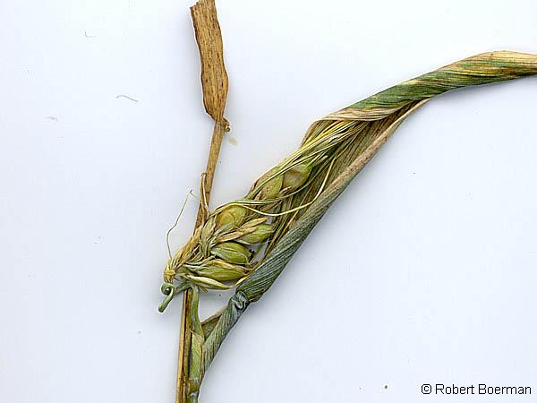 Copyright Robert Boerman