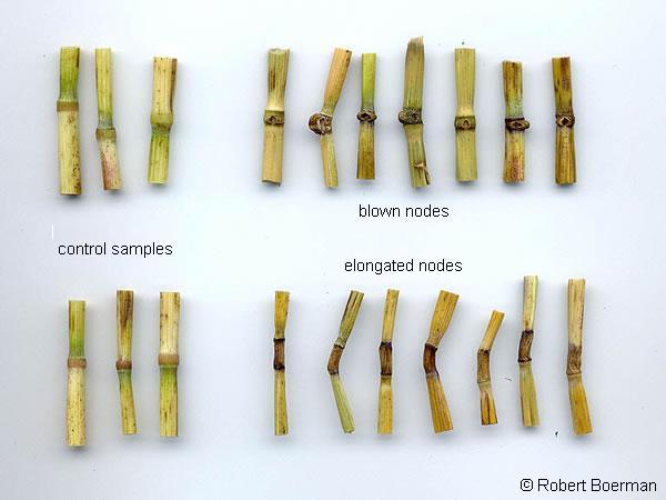 Copyright Robert Boerman