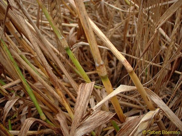 Copyright Robert Boerman