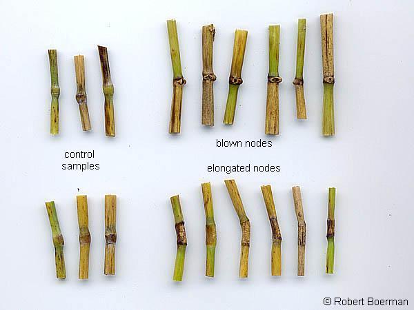 Copyright Robert Boerman