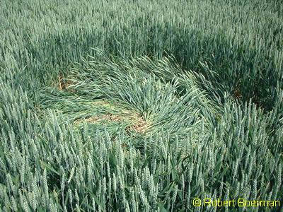 Copyright Robert Boerman