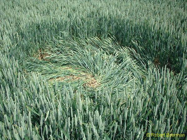 Copyright Robert Boerman