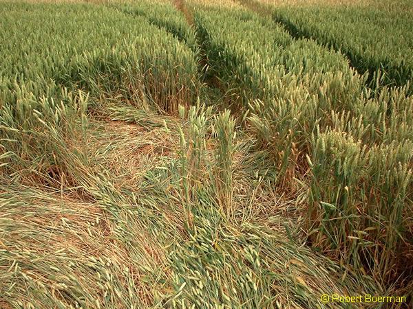 Copyright Robert Boerman