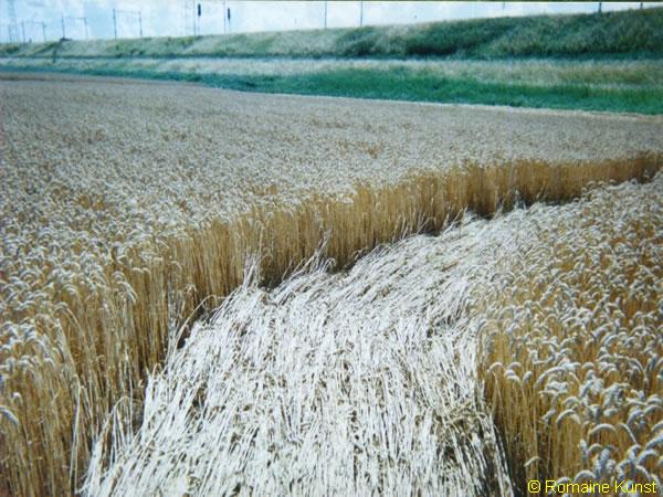 Copyright Robert Boerman