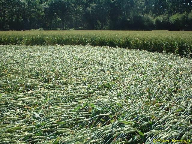 Copyright Robert Boerman