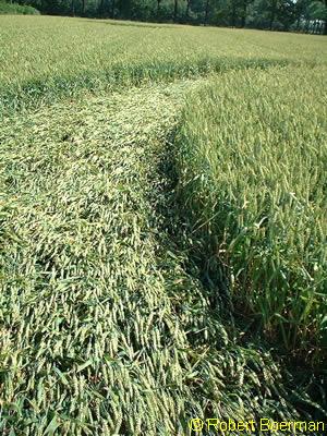 Copyright Robert Boerman