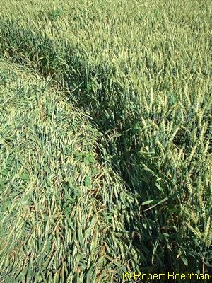 Copyright Robert Boerman