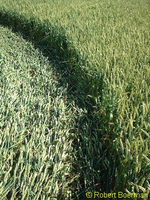 Copyright Robert Boerman