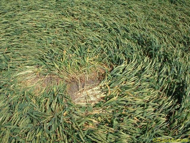 Copyright Robert Boerman